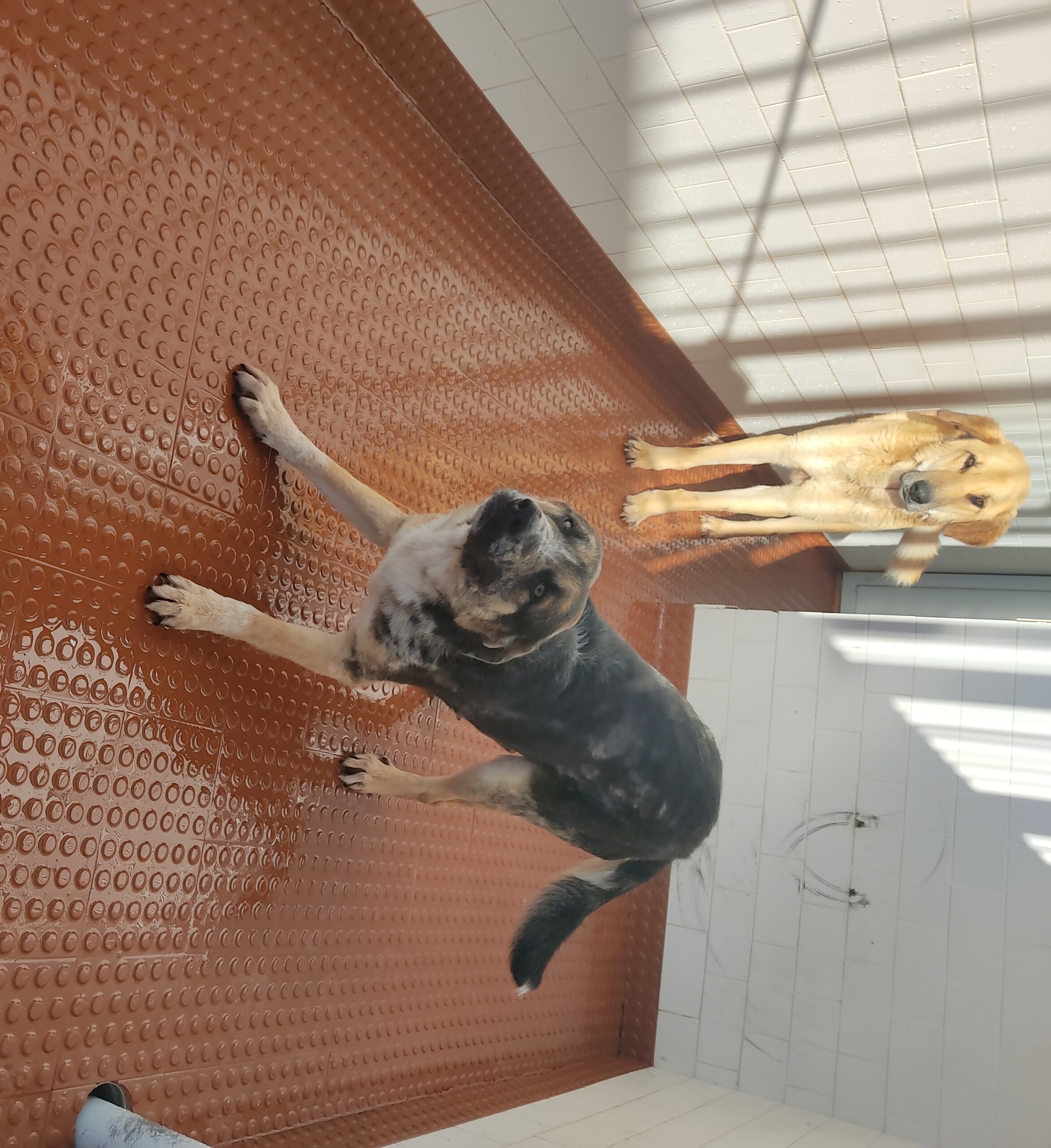 “Até podemos construir mais três ou quatro canis, mas vão estar sempre lotados”