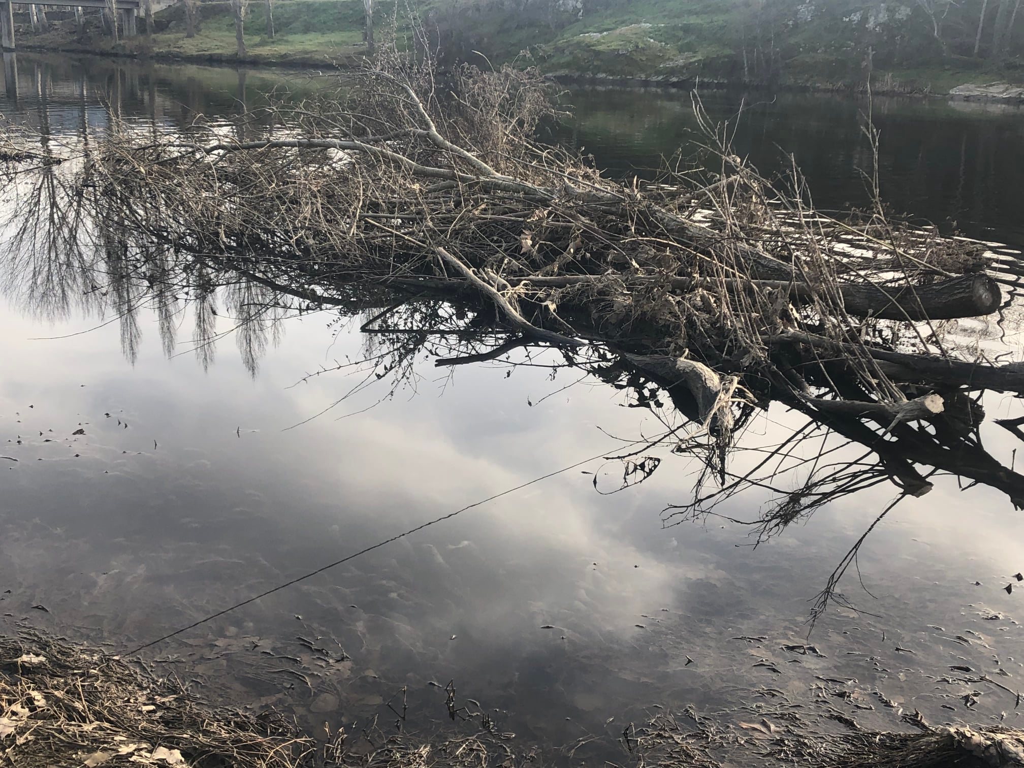 Rio Tua com manchas de óleo e espuma entre Latadas e Frechas: habitantes culpam fábrica de produção de óleos