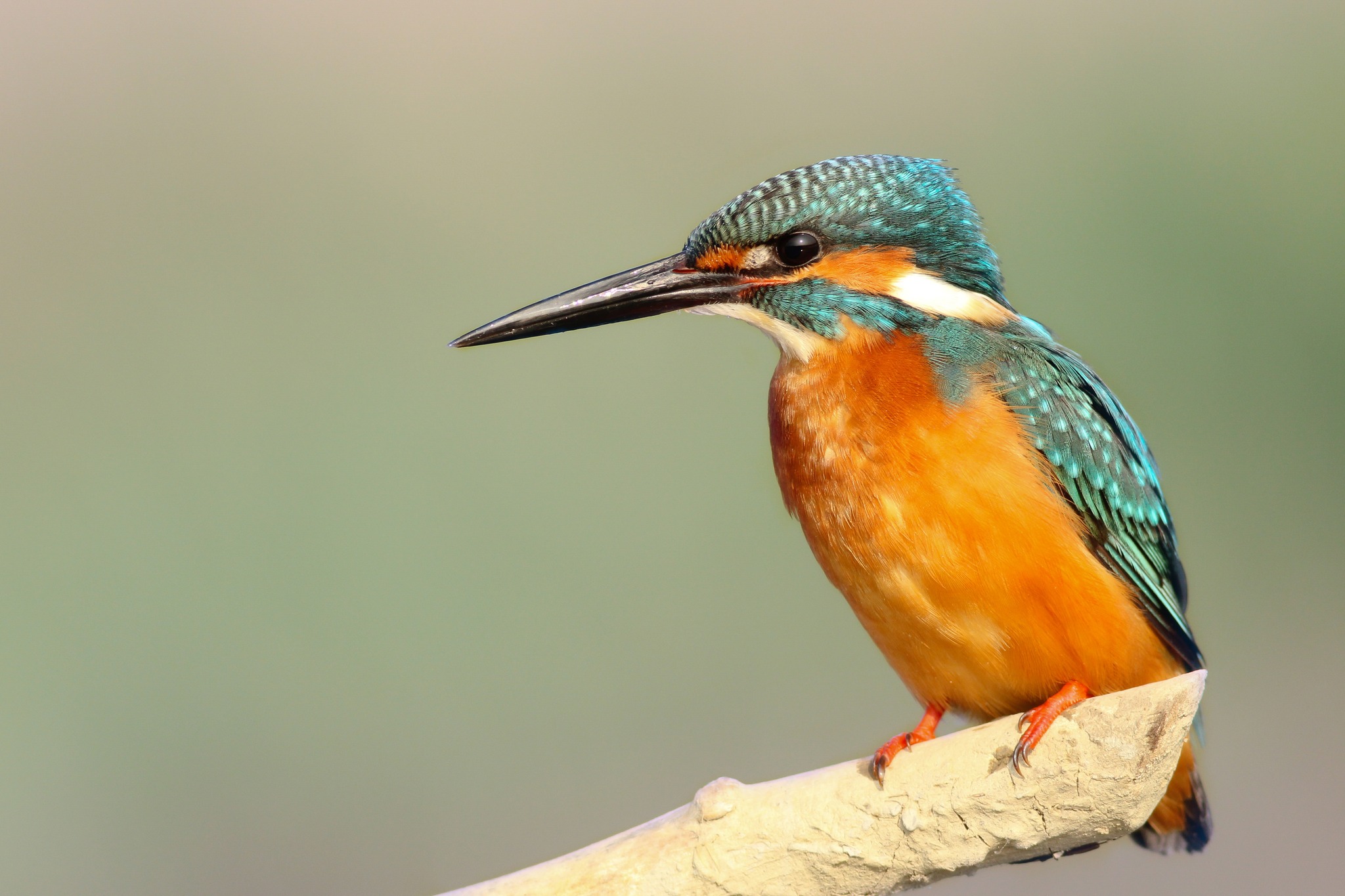 Parque Natural do Vale do Tua vai criar postos de observação de aves