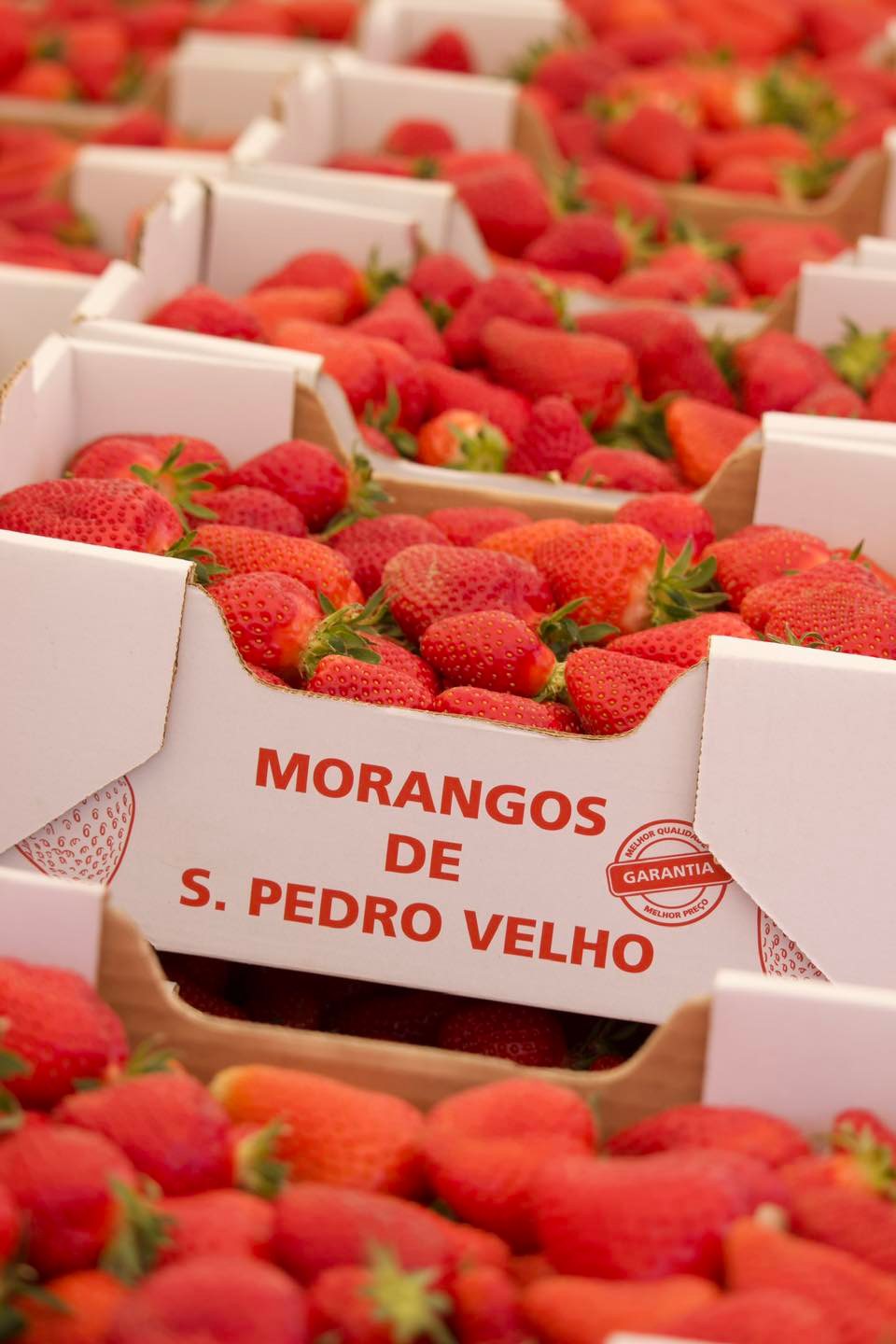 São Pedro Velho quer certificar morango produzido na aldeia