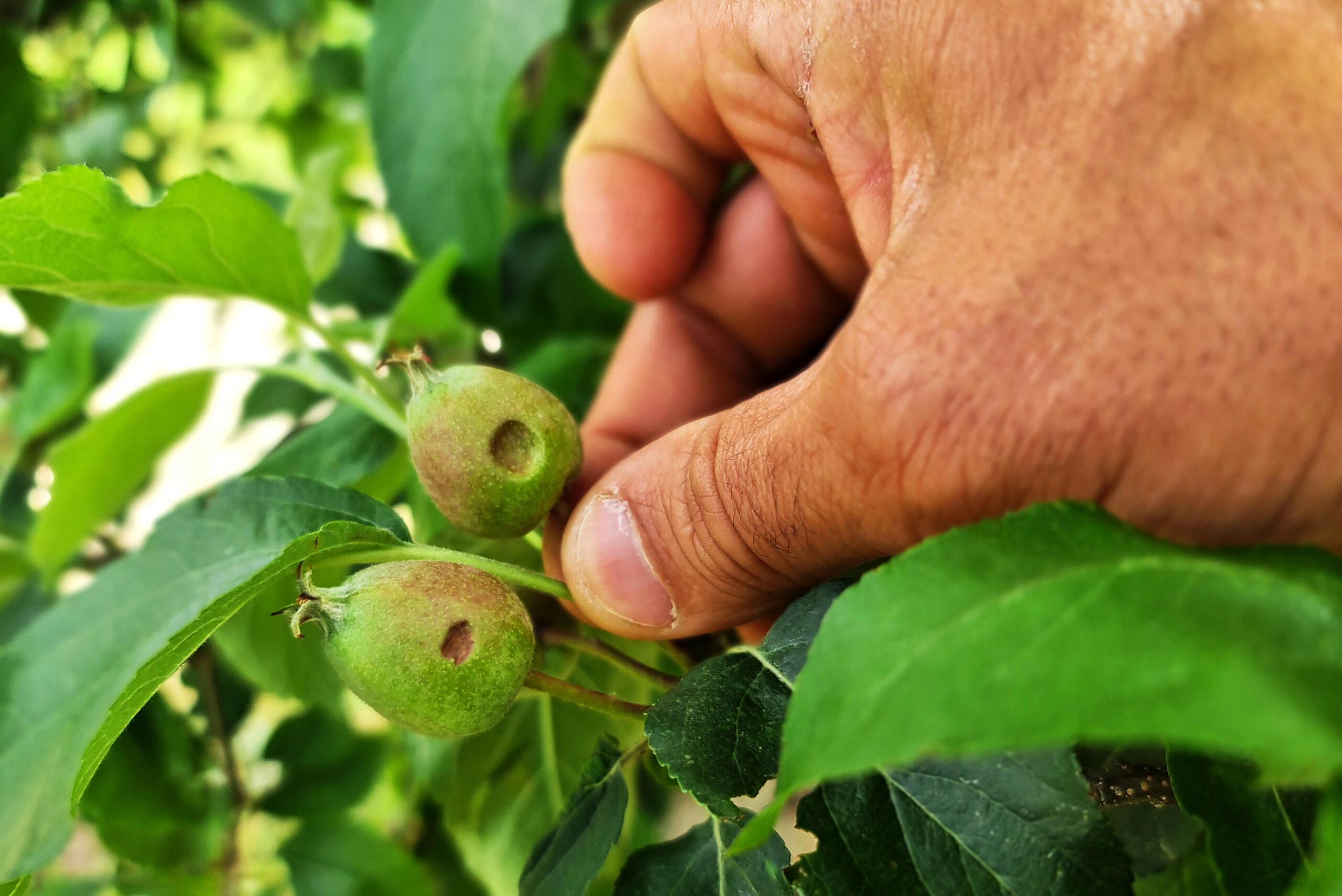 Granizo causa prejuízos avultados a produtores de maçã de Carrazeda de Ansiães