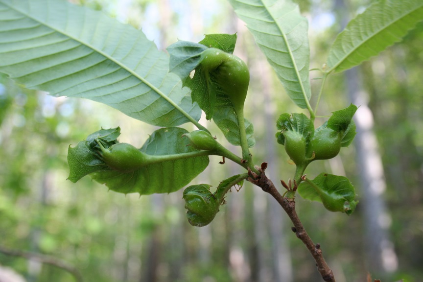 Mais de 400 largadas de parasitóide para combater vespa das galhas do castanheiro feitas no distrito