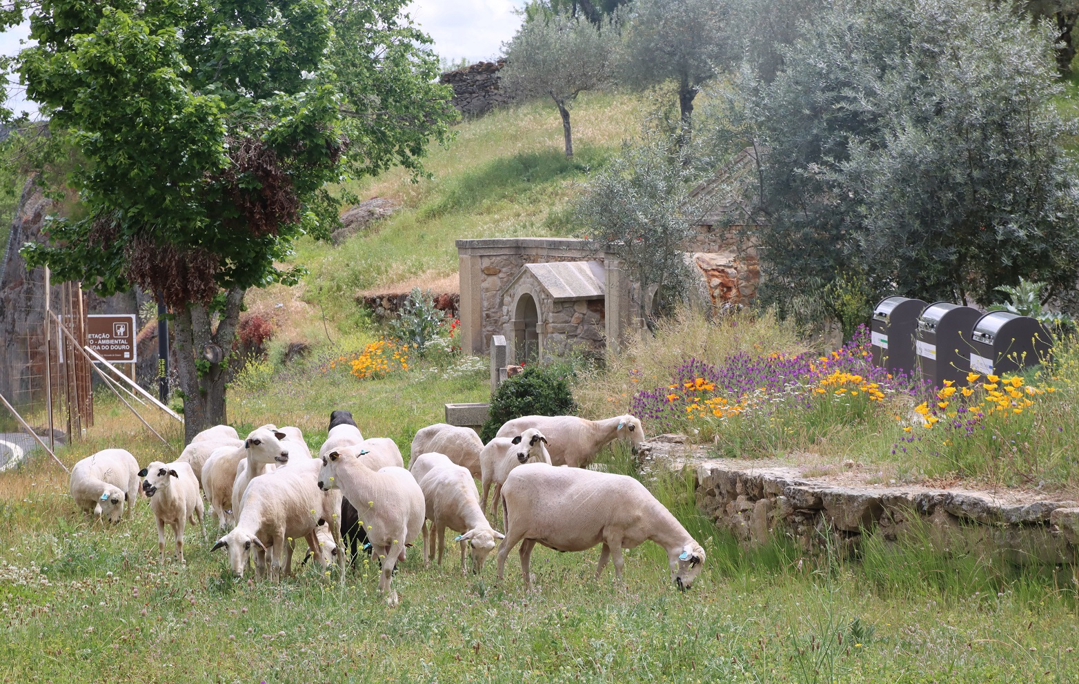 Município de Miranda do Douro está a usar um rebanho de ovelhas para a limpeza de terrenos