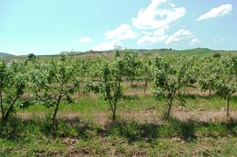 Seguros agrícolas podem ajudar maioria dos agricultores de Carrazeda com prejuízos na maçã
