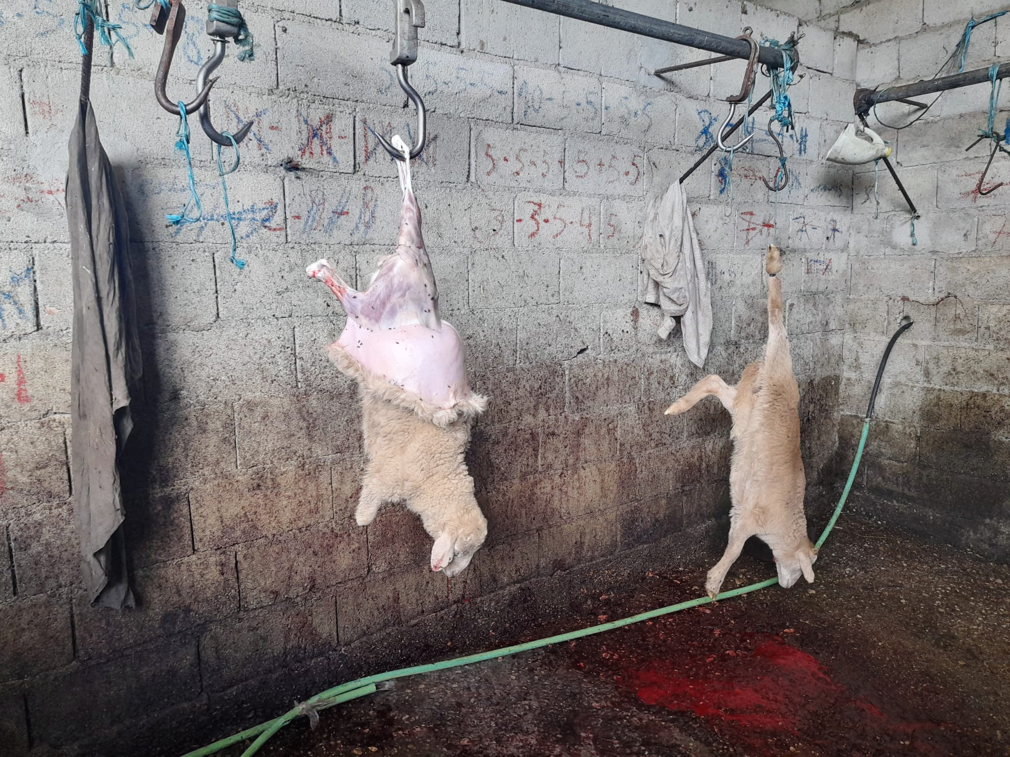 Matadouro ilegal no distrito de Bragança desmantelado pela ASAE