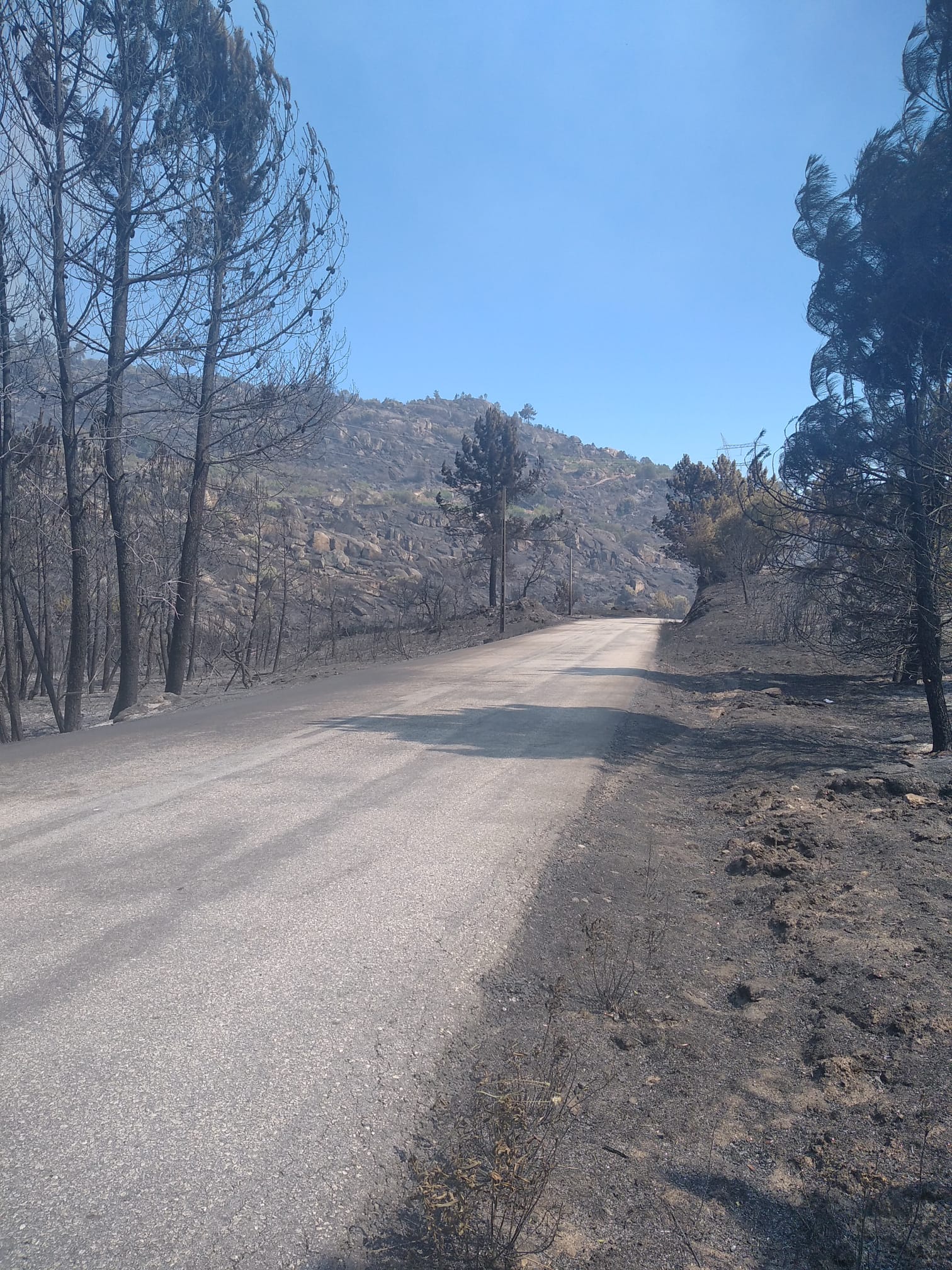 Incêndio em Carrazeda consumiu mais de 1500 hectares de mato