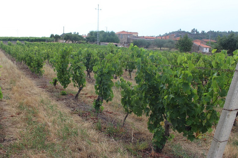 Aumento dos custos de produção deixam produtores de vinho numa situação aflitiva
