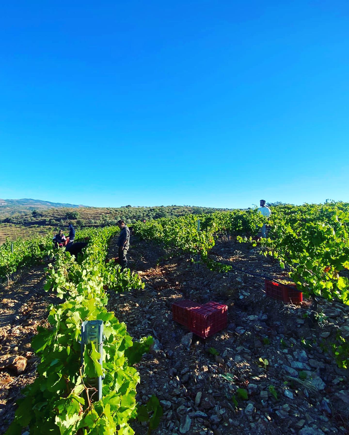 Vindimas foram antecipadas e produtores falam de quebras de 30%