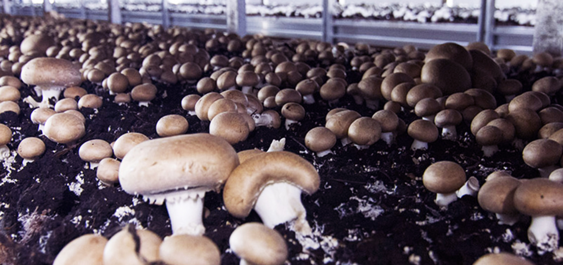 Greve na Varandas de Sousa para reivindicar melhores condições de trabalho