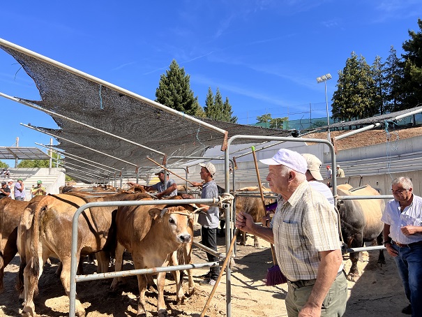 Criadores de bovinos de raça mirandesa queixam-se de pouco lucro na venda da carne