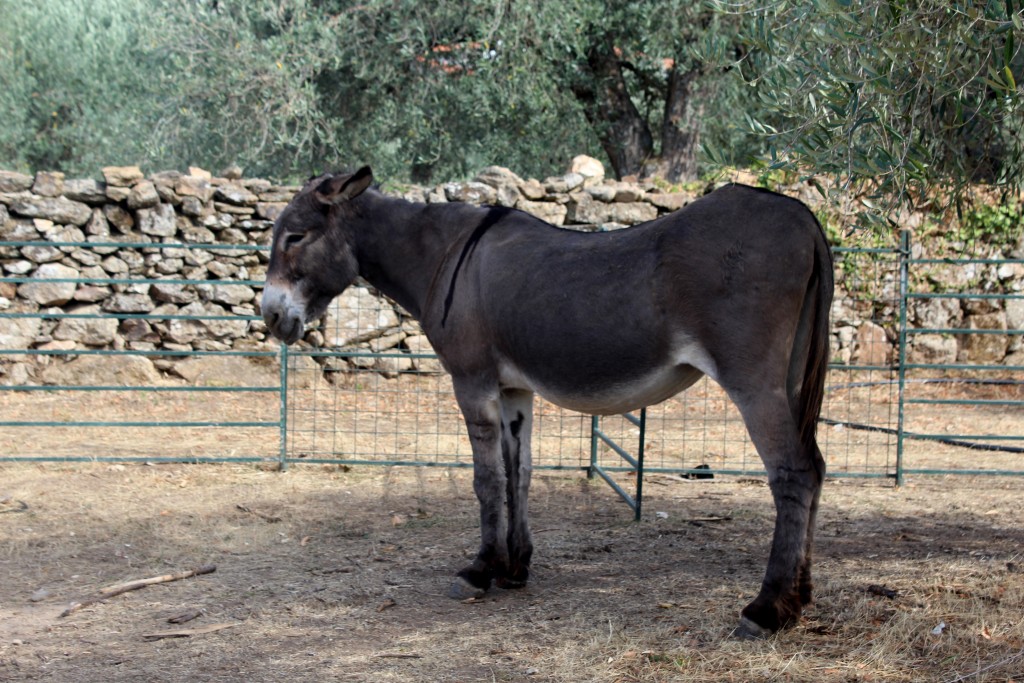 Vimont quer mais jovens a dedicar-se à actividade pecuária