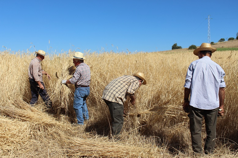Reviver o ciclo do pão animou os visitantes e habitantes de Palácios