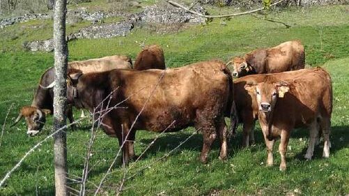 Criadores de Torre de Moncorvo vão ser apoiados na sanidade e alimentação dos animais