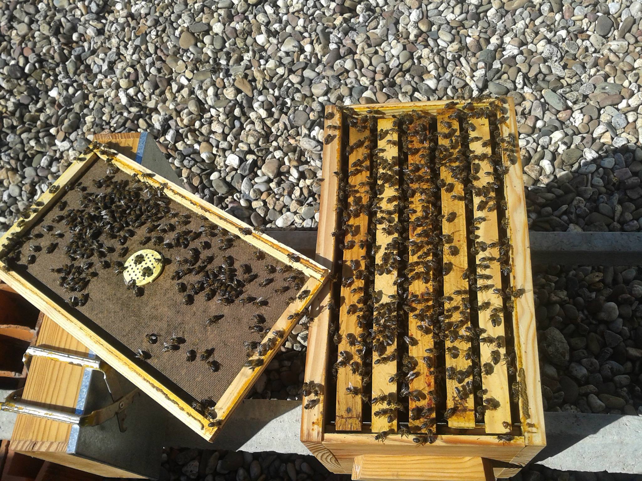 Este é o pior ano de sempre para produtores transmontanos de mel