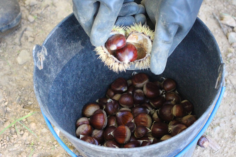 Município de Bragança quer mais fiscalização para evitar furtos de castanhas