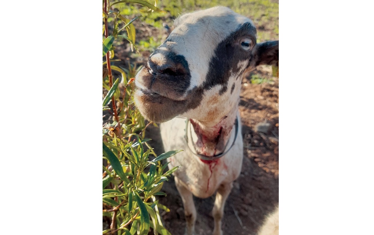 Novos ataques a rebanhos registados na região