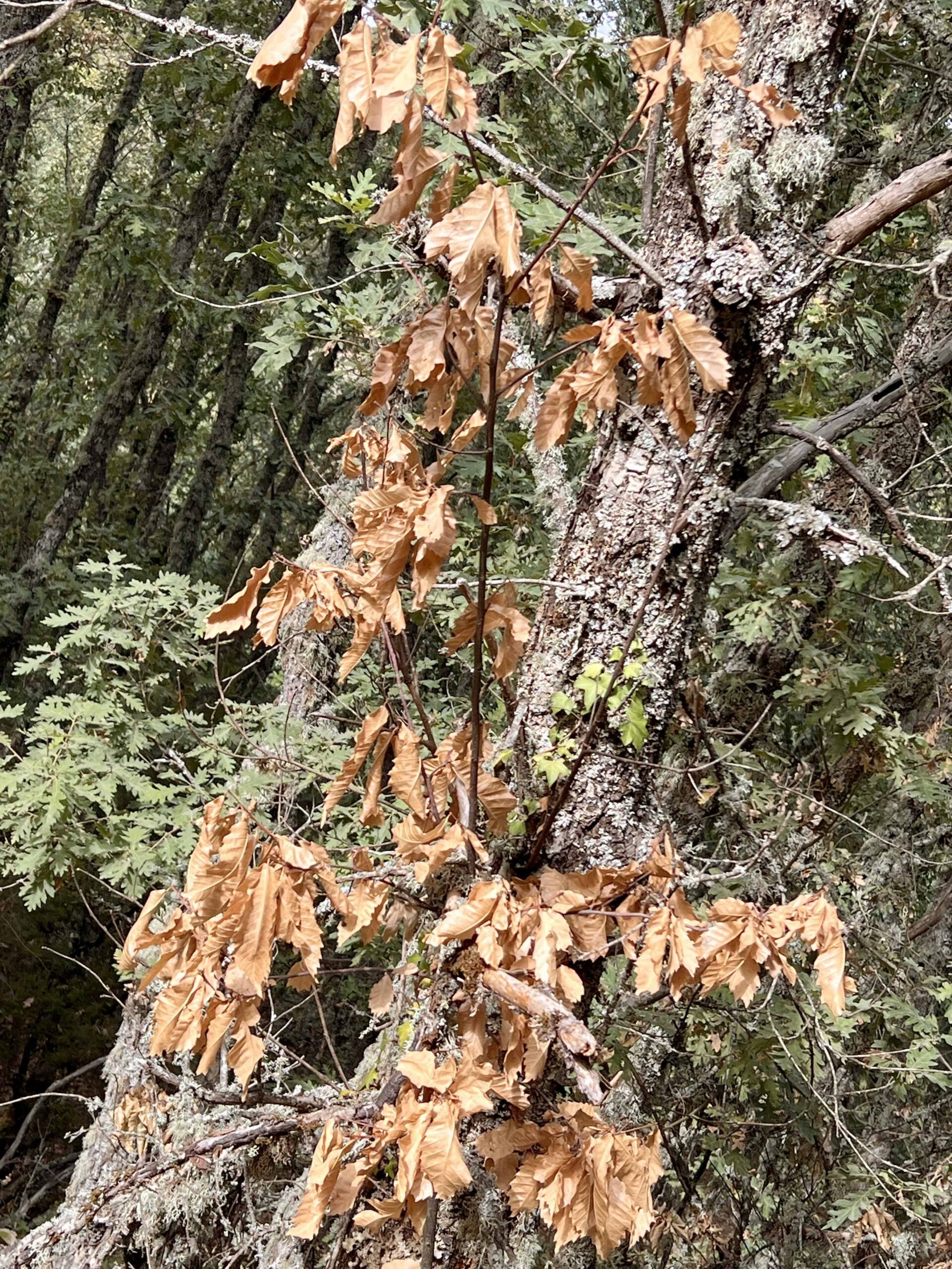 Seca está a fazer as culturas subirem em altitude