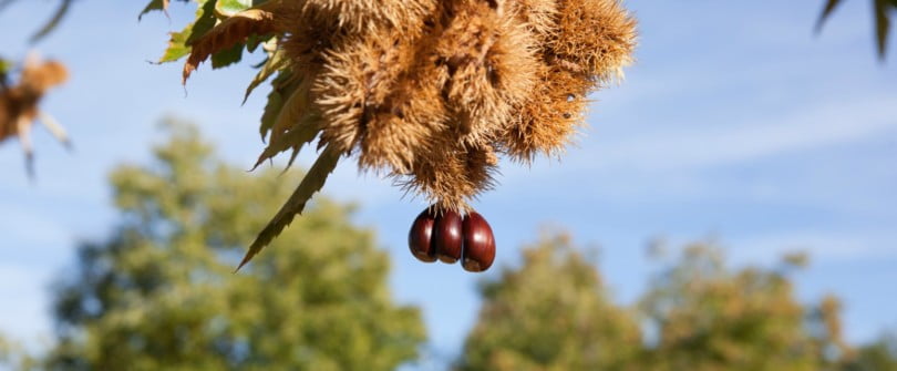 Castanha Longal de Vinhais vai ser certificada