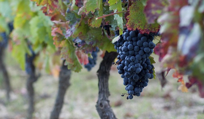 Ano vitícola não é tão mau como se esperava
