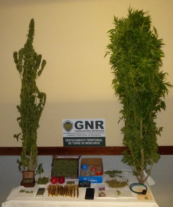 Detido em Freixo de Espada à Cinta com mais de 1800 doses de canábis