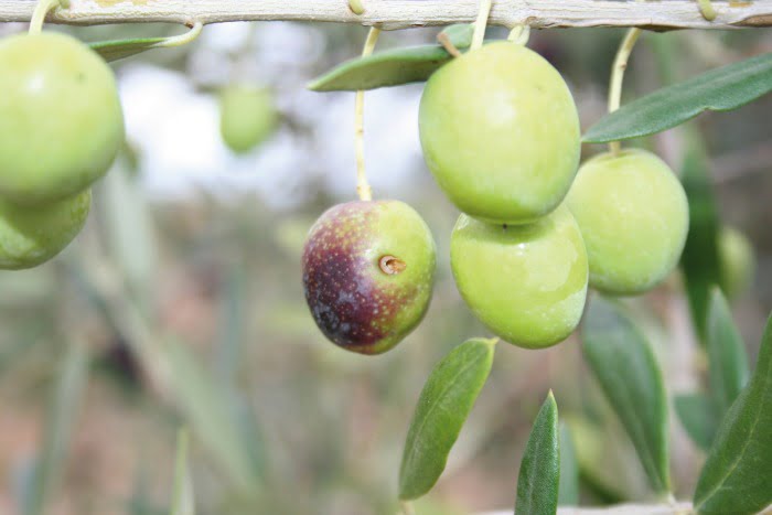 Presidente da Cooperativa Agrícola de Macedo prevê quebra de azeitona na ordem dos 40%