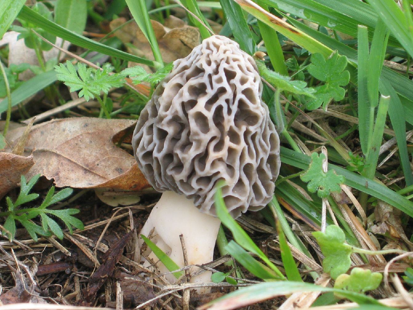 Seca atrasou aparecimento de cogumelos e alguns podem já nem nascer este ano