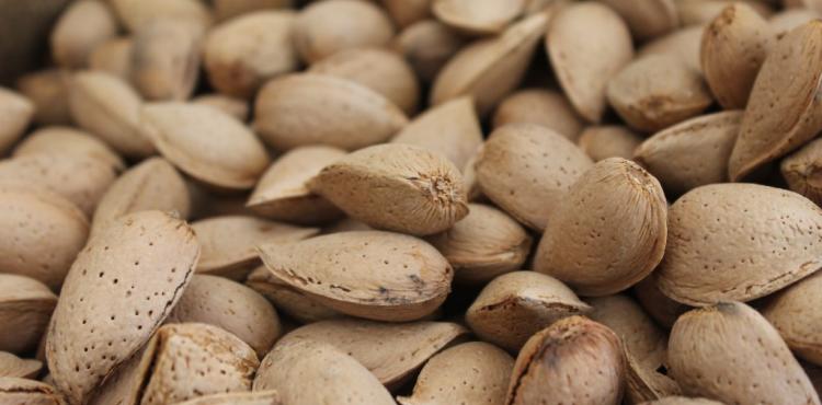 Produtores com dificuldades em certificar amêndoa biológica