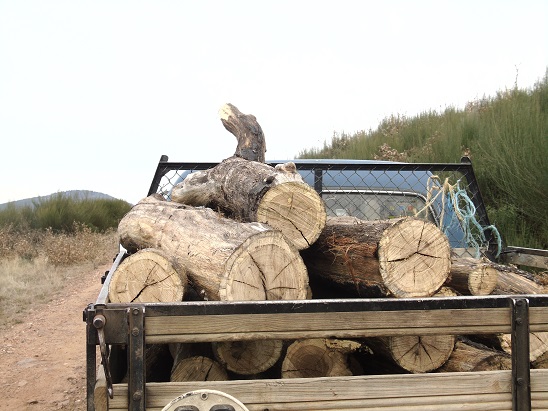 Município de Torre de Moncorvo está a oferecer lenha à população