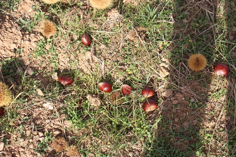 Três pessoas detidas por furtarem castanhas no concelho de Bragança