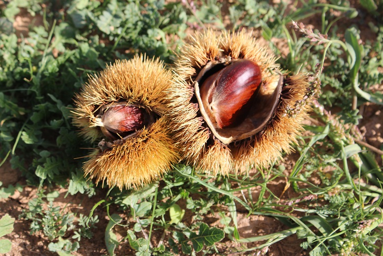 Município de Bragança quer que Governo financie agricultores afectados com quebra de produção de castanha