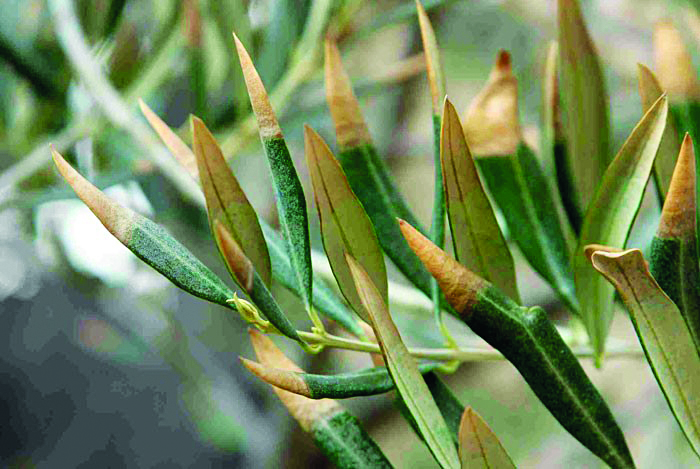 Xylella Fastidiosa obriga à destruição de plantas no valor de 70 mil euros em Mirandela