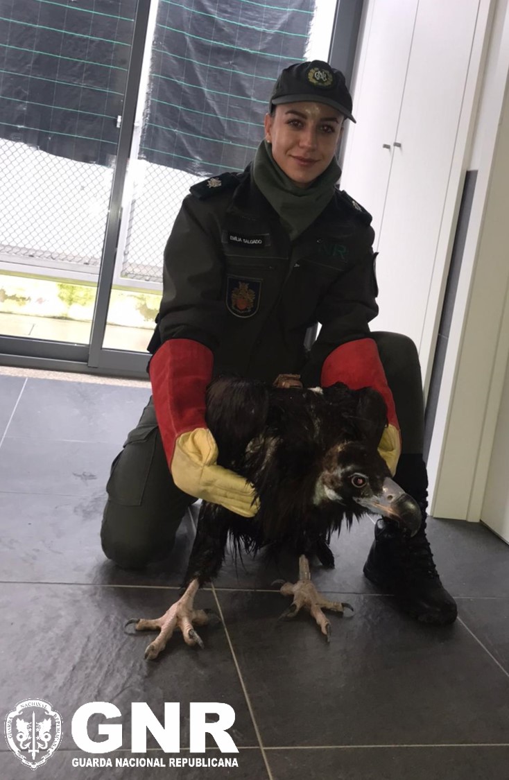 Abutre-preto resgatado em Freixo de Espada à Cinta
