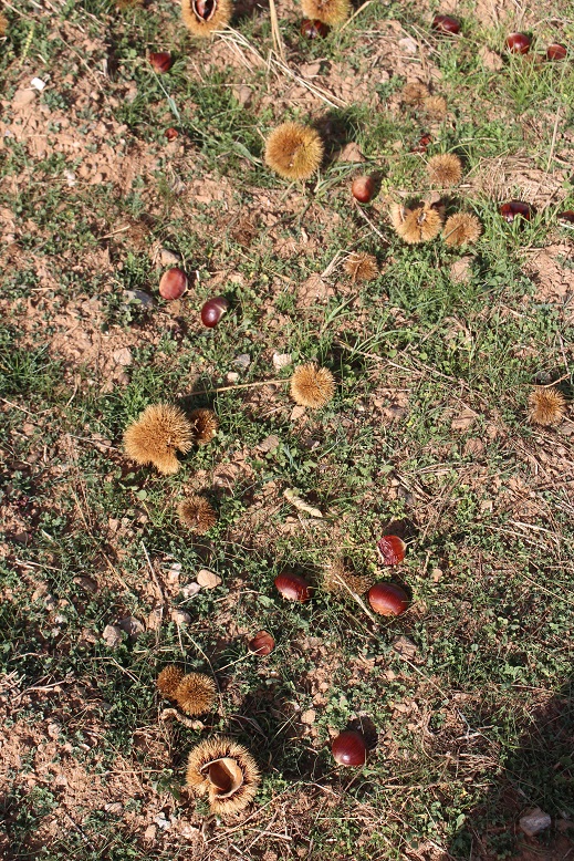 Quebra de castanha ronda os 60% no concelho de Vinhais mas há zonas onde chega aos 90%