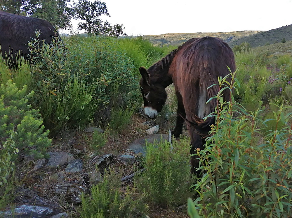 Burros estão a limpar lameiros e mato no Planalto Mirandês