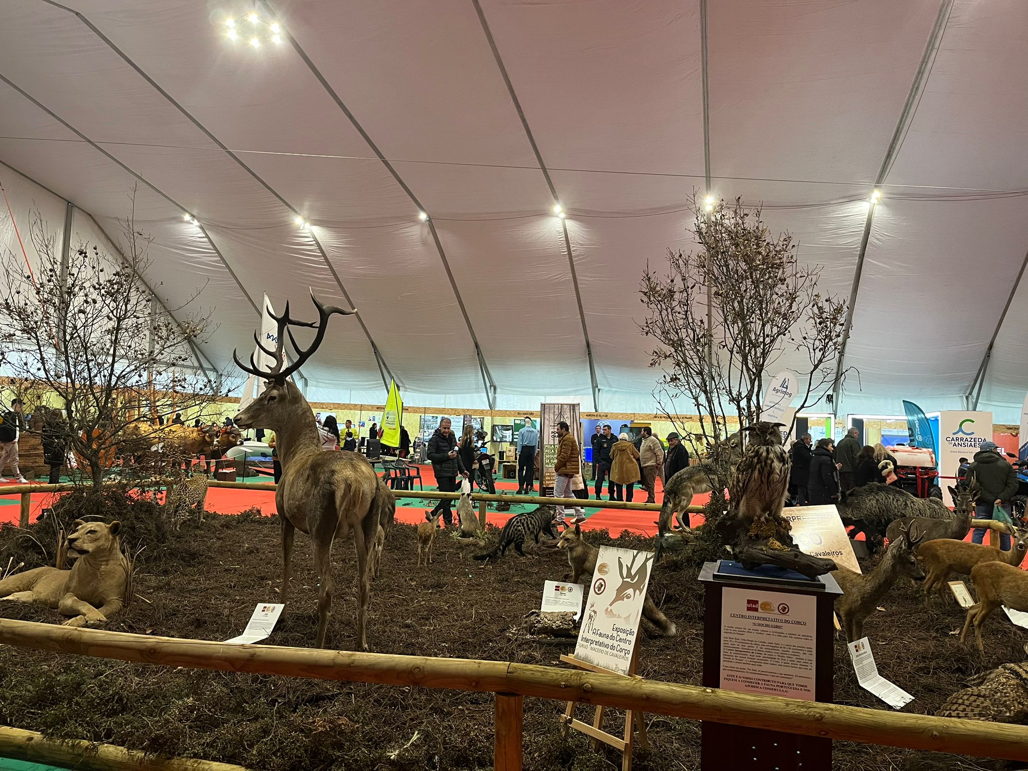 Feira da Caça e do Turismo volta a levar milhares de pessoas a Macedo de Cavaleiros