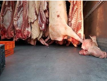 ASAE apreendeu mais de duas toneladas de carne de porco que vinha para Macedo de Cavaleiros