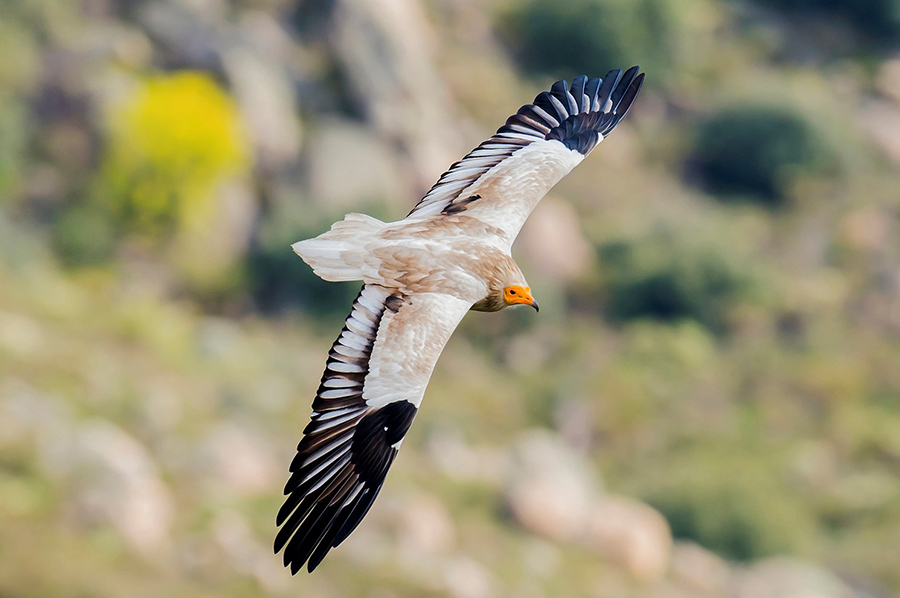 Primeiro britango do ano chegou ao Parque Natural do Douro Internacional
