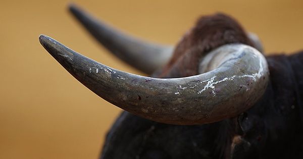 Touro mata idoso em Macedo de Cavaleiros