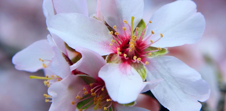 Produtores de amêndoa com receio que geadas venham prejudicar campanha