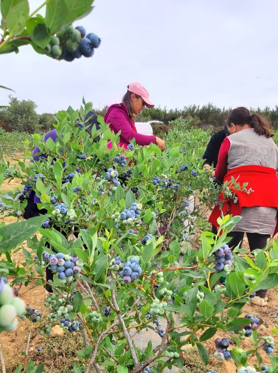 Exportações agrícolas no distrito quase triplicaram na última década