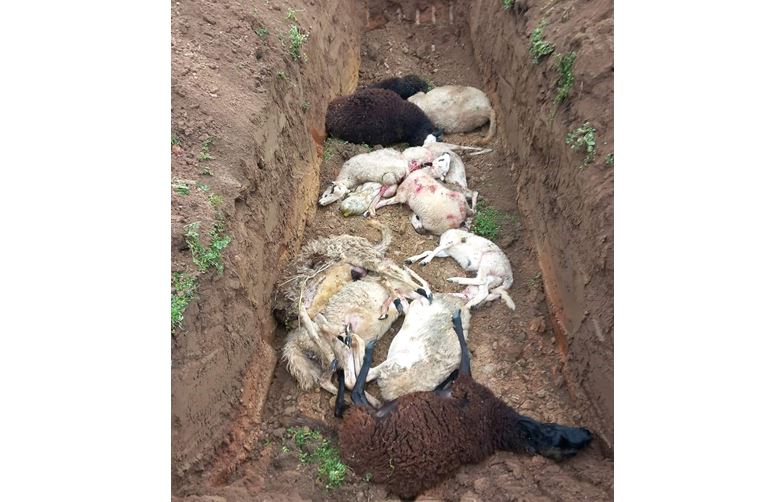 Lobos matam rebanho de ovelhas em Vilarinho de Agrochão