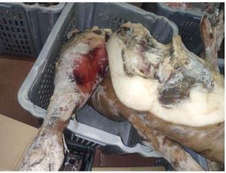 ASAE encerra fábrica e apreende mais de três mil quilos de carne imprópria no distrito de Bragança