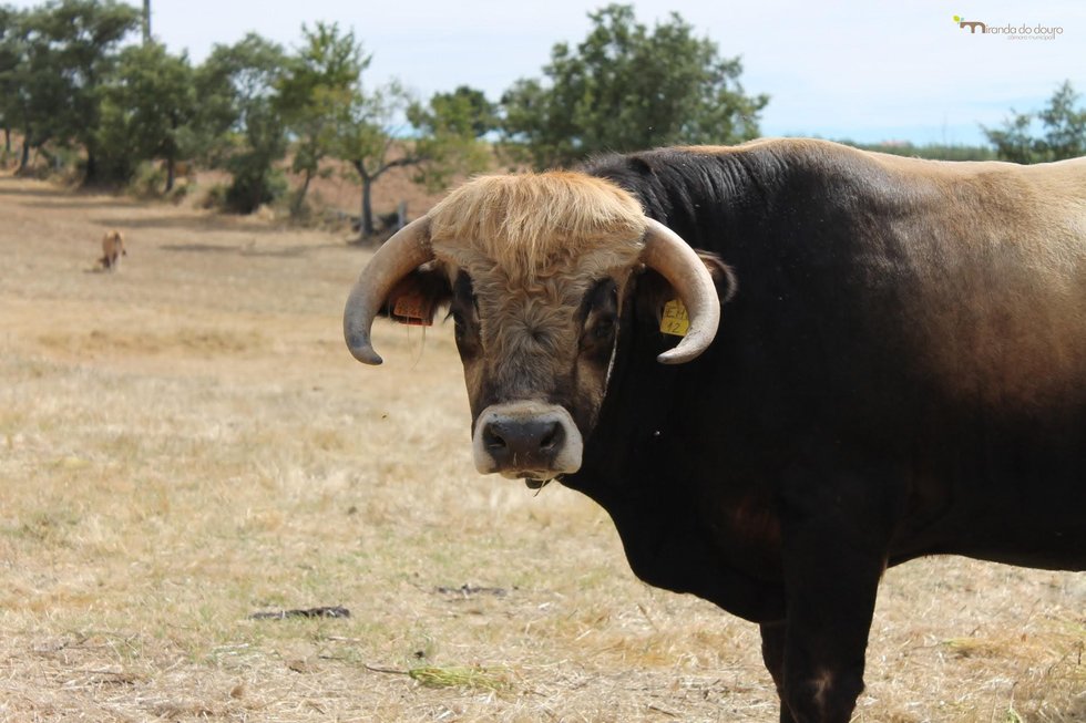 Centro de Melhoramento das Raças Autóctones de Miranda do Douro deve estar concluído nos próximos meses
