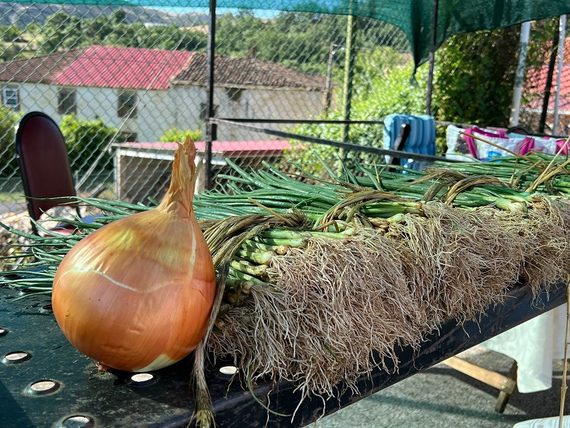 Cebolo de Alfaião está mais caro mas a procura não baixa