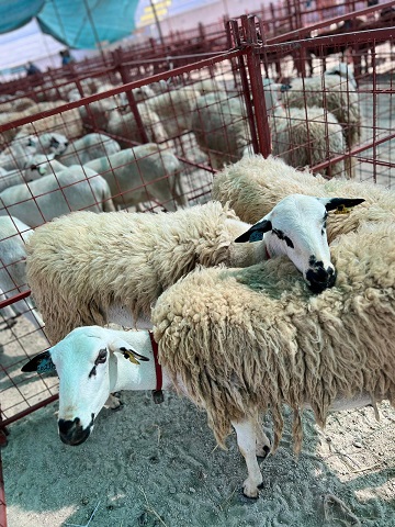 Seca obriga criadores transmontanos a desfazer-se do gado para não morrer à fome