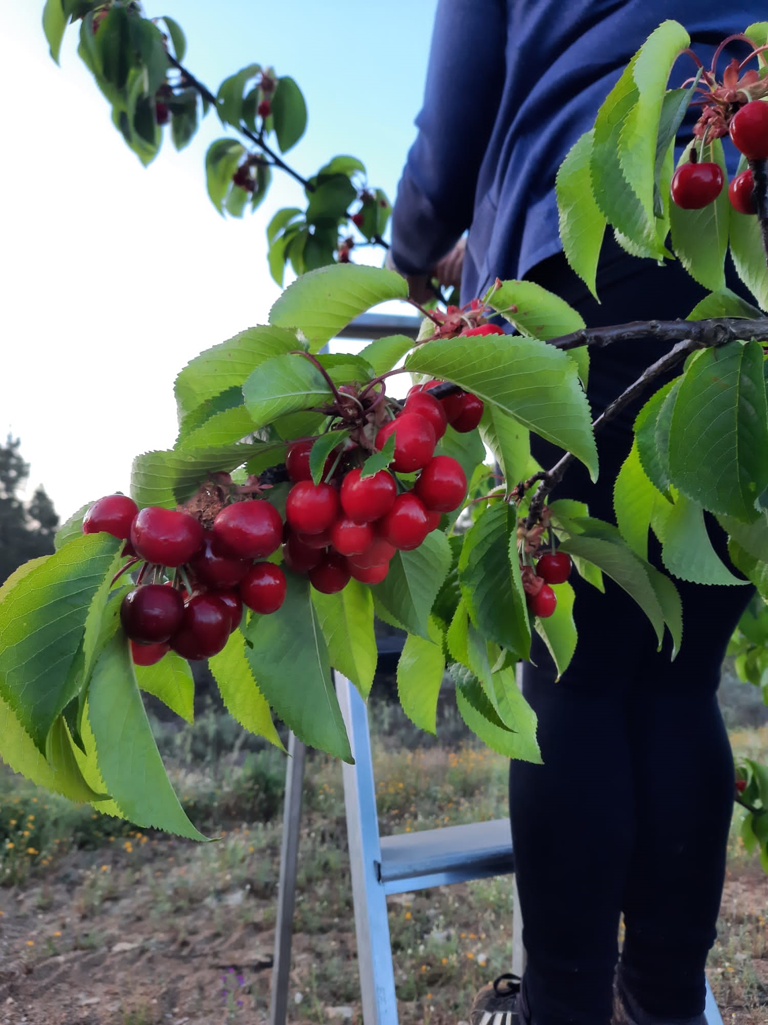 Produção de cereja de Alfândega da Fé cai para metade