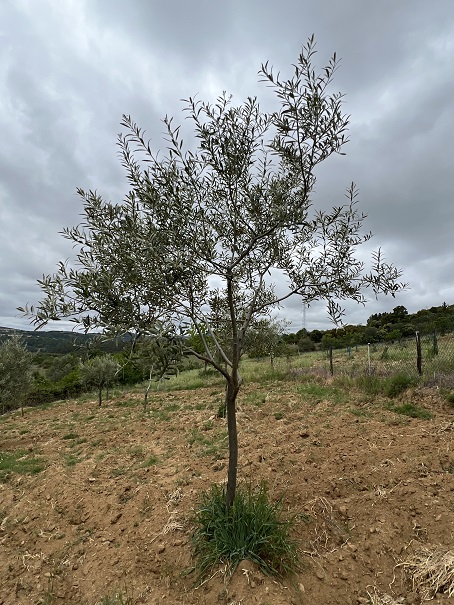 40% do país está em seca severa e extrema e região tem apenas 10% de água no solo