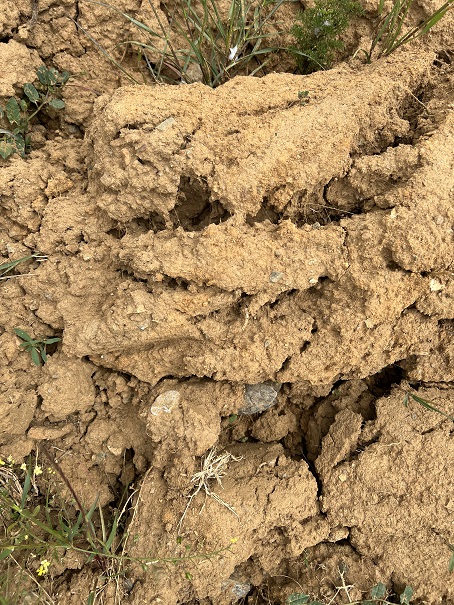 Seca este ano pode ser pior do que a do ano passado e deixa agricultores alarmados