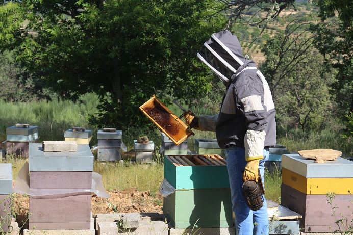 Apicultura atravessa o pior ano de sempre