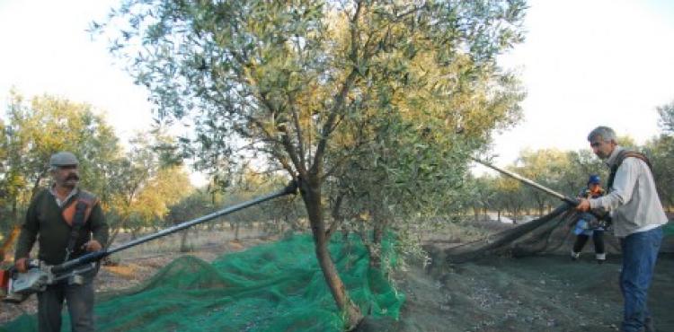 Câmara de Bragança pede ao Governo que apoie os olivicultores do distrito